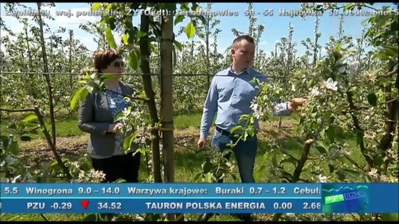 Jaki będą zbiory jabłek? Prognozuje Tomasz Bieńkowski z SAD na Zapieckach