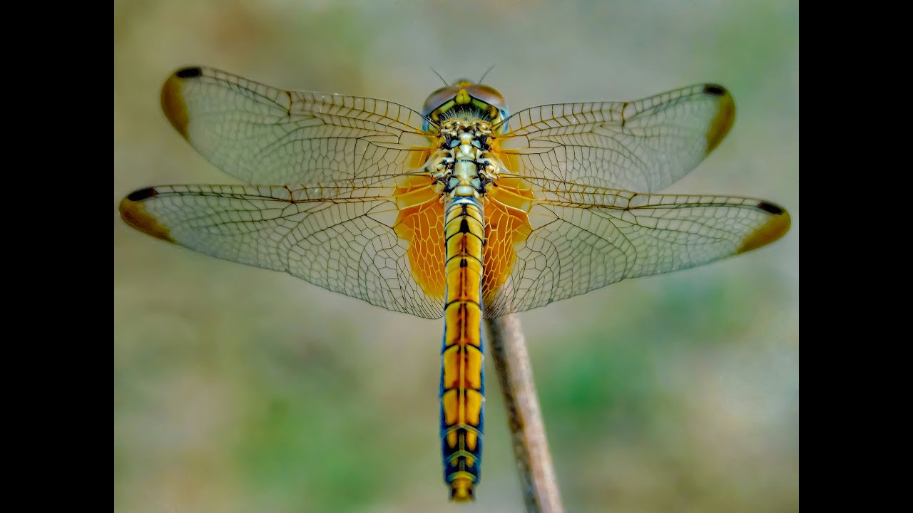 Dragonfly as a Totem: Personality Characteristics and Life-Path Challenges