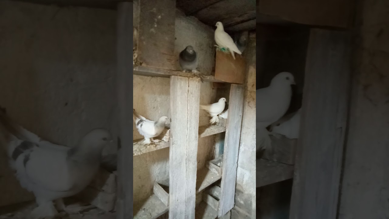 паровка голубей. как лучше?