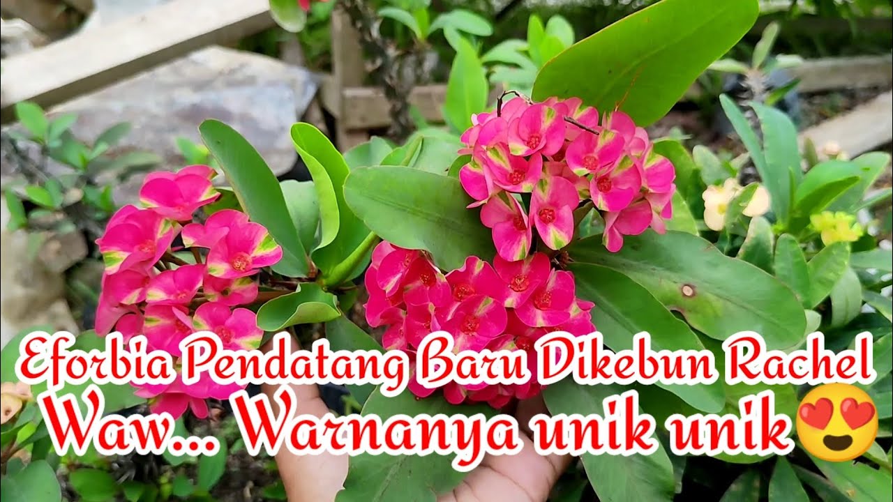 eforbia Pendatang baru di kebun rachel, waw.. cakep sekali