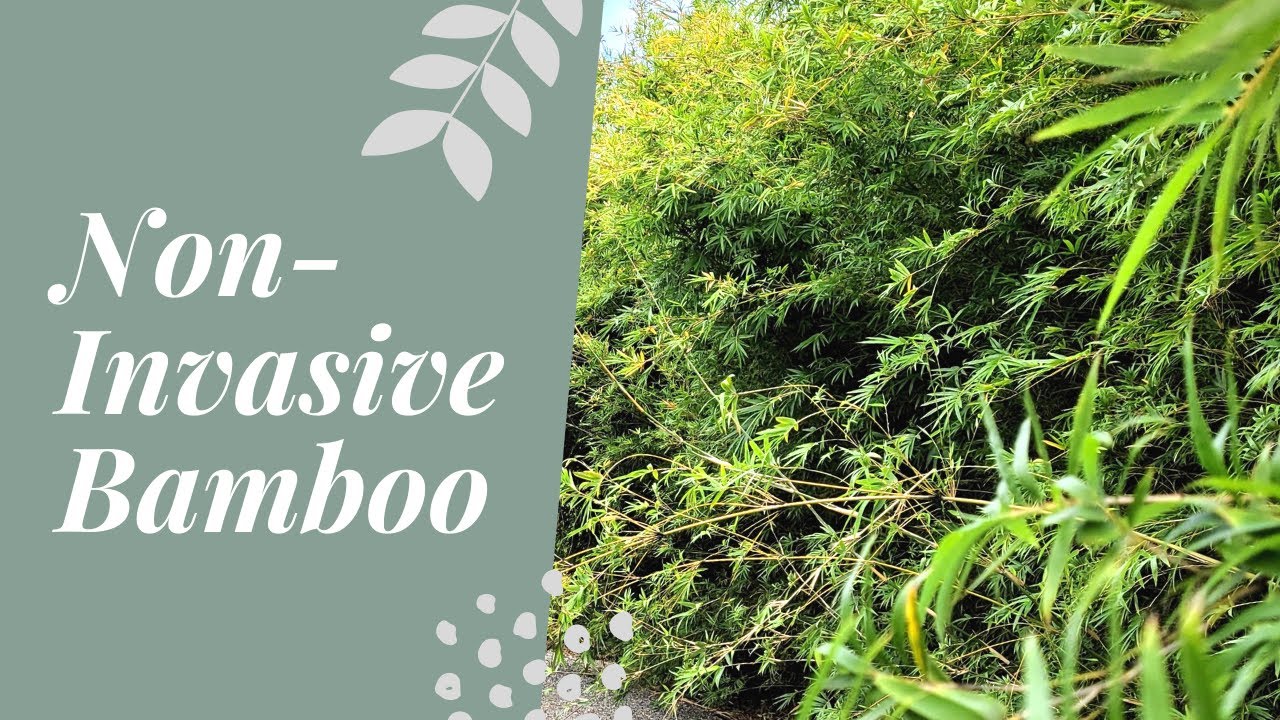 Clumping vs. Running Bamboo | Catherine Arensberg