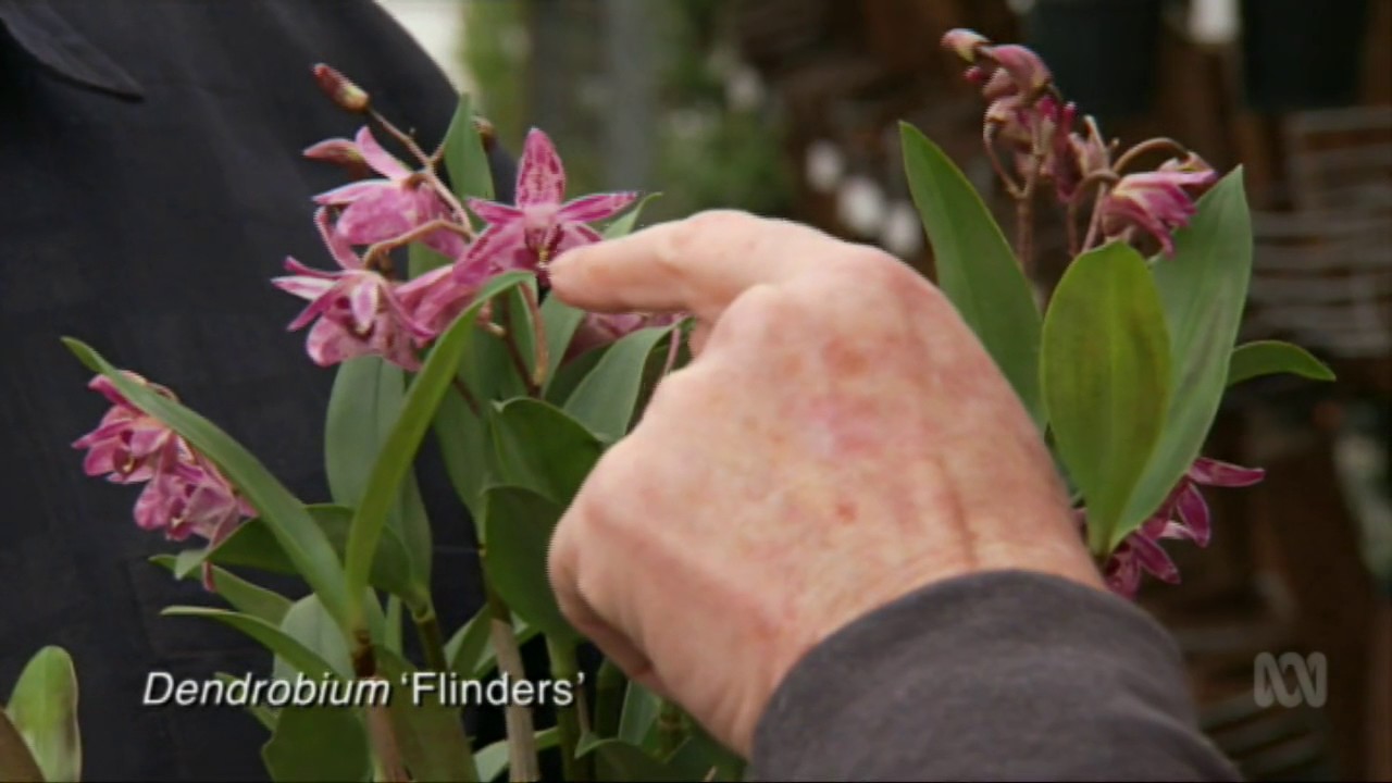 Australian Native Orchids at Australian Orchid Nursery