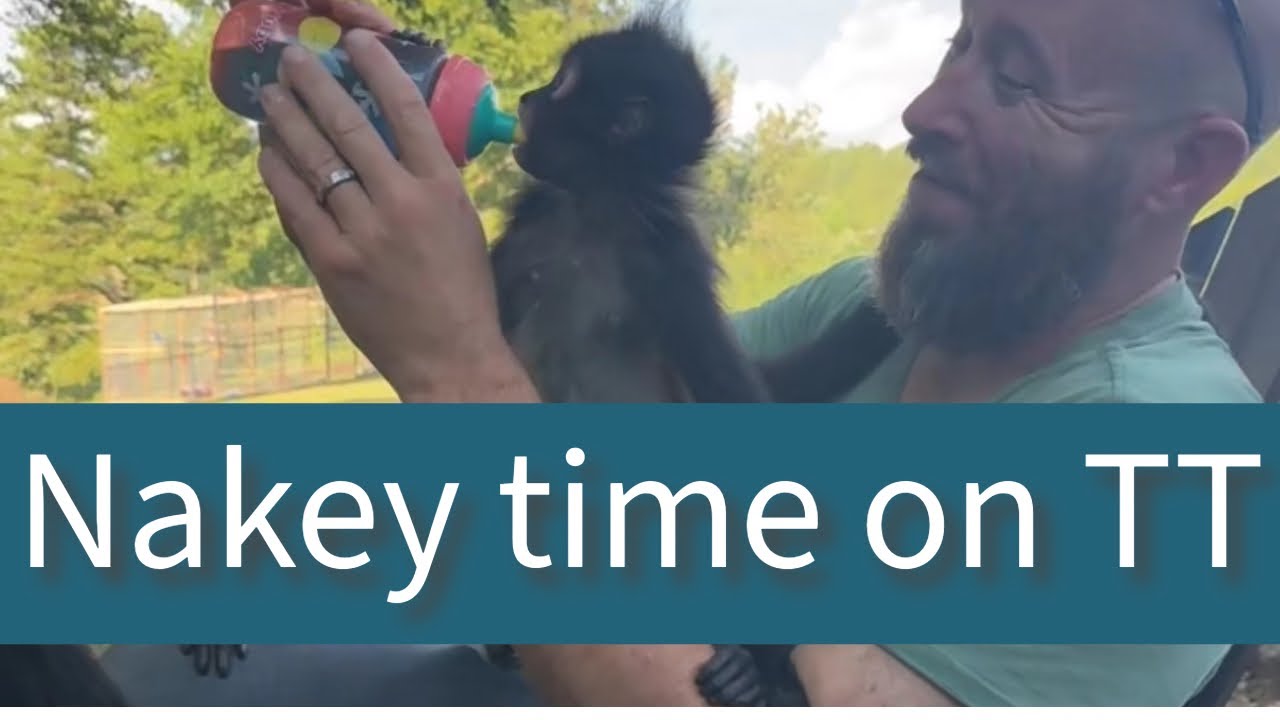 Just sharing our TikTok live for those that want to watch🩵 #monkeys #fun #funny