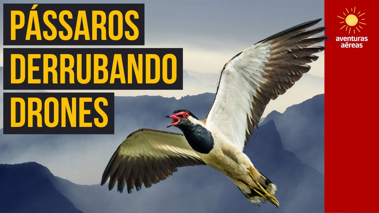 Pássaros x Drones O GUIA DEFINITIVO