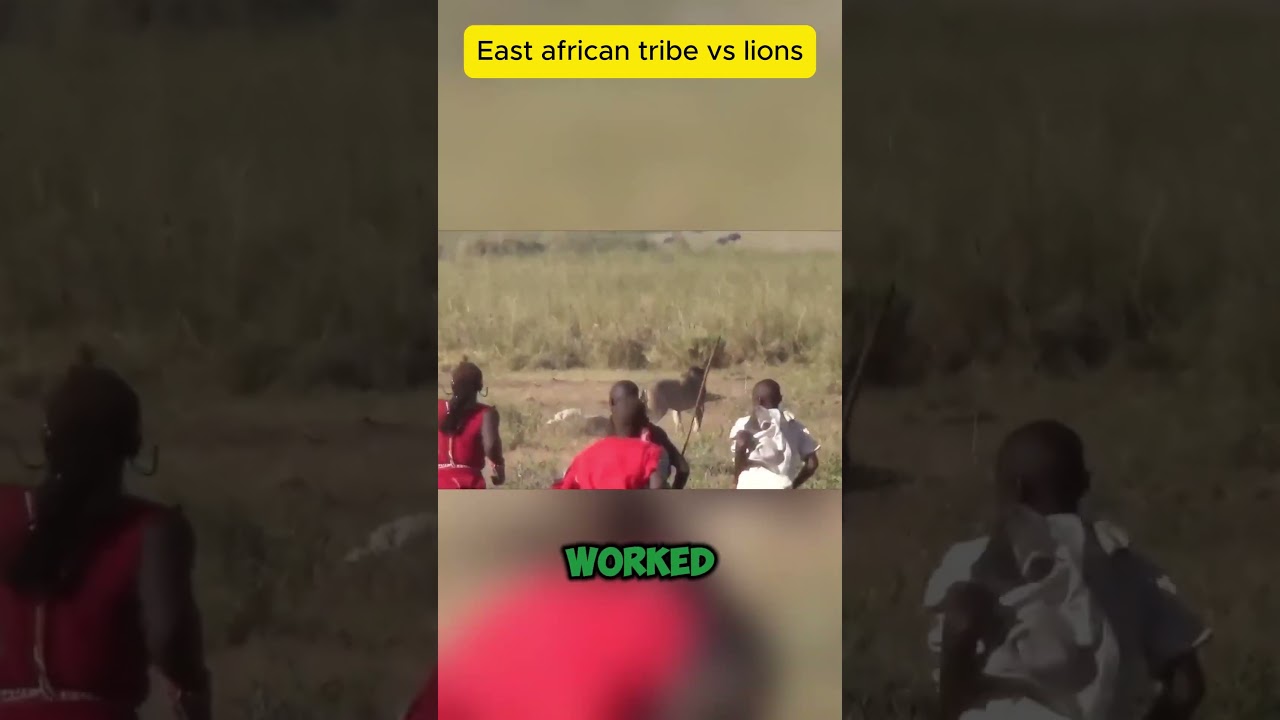 the complex relationship between this African tribe and lions #facts #shorts #animals