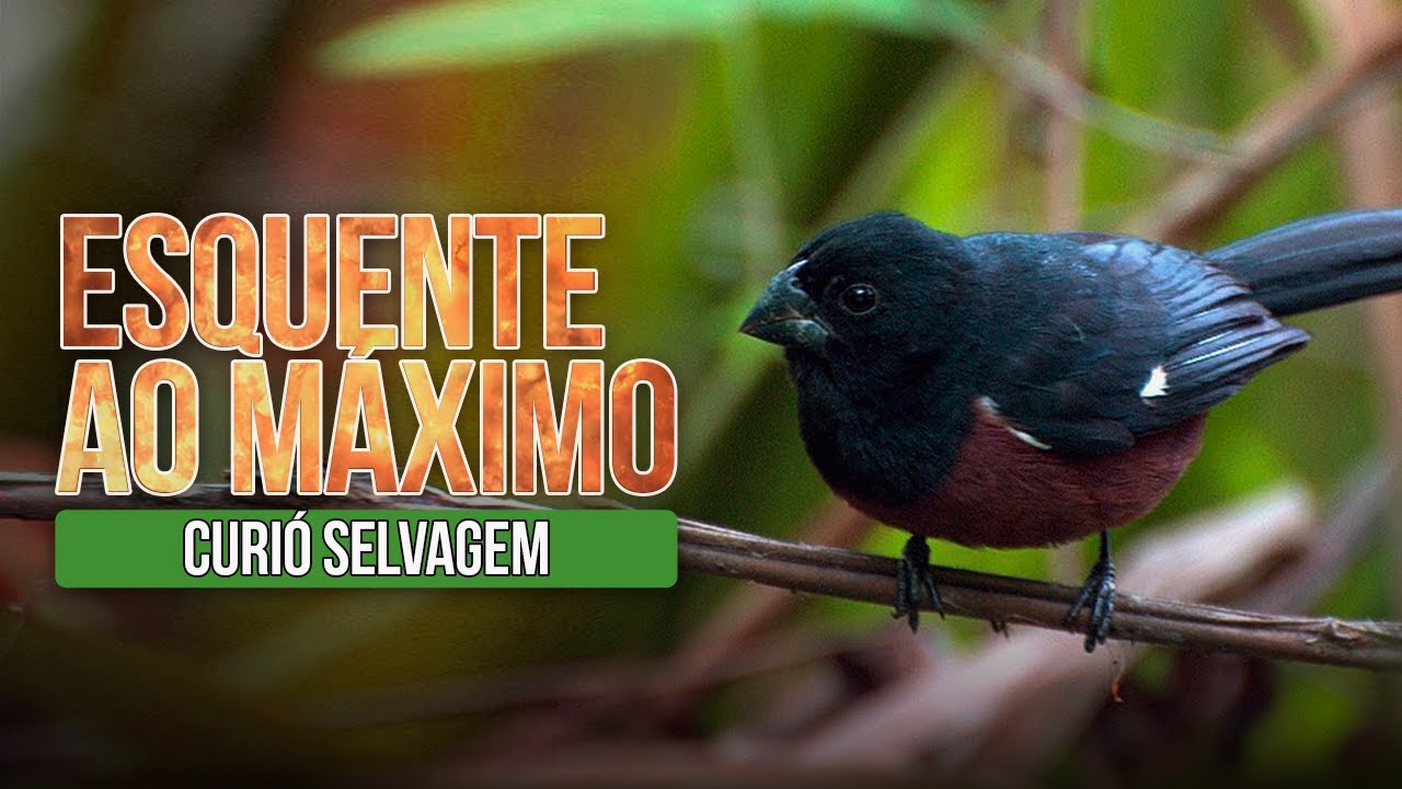 CANTO do CURIÓ SELVAGEM MATEIRO: CANTO NATURAL e LINDO!