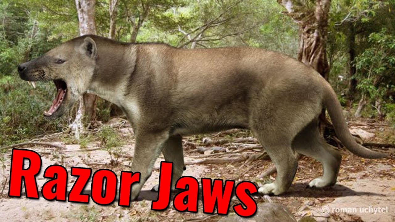 Hyaenodon's Razor Jaws