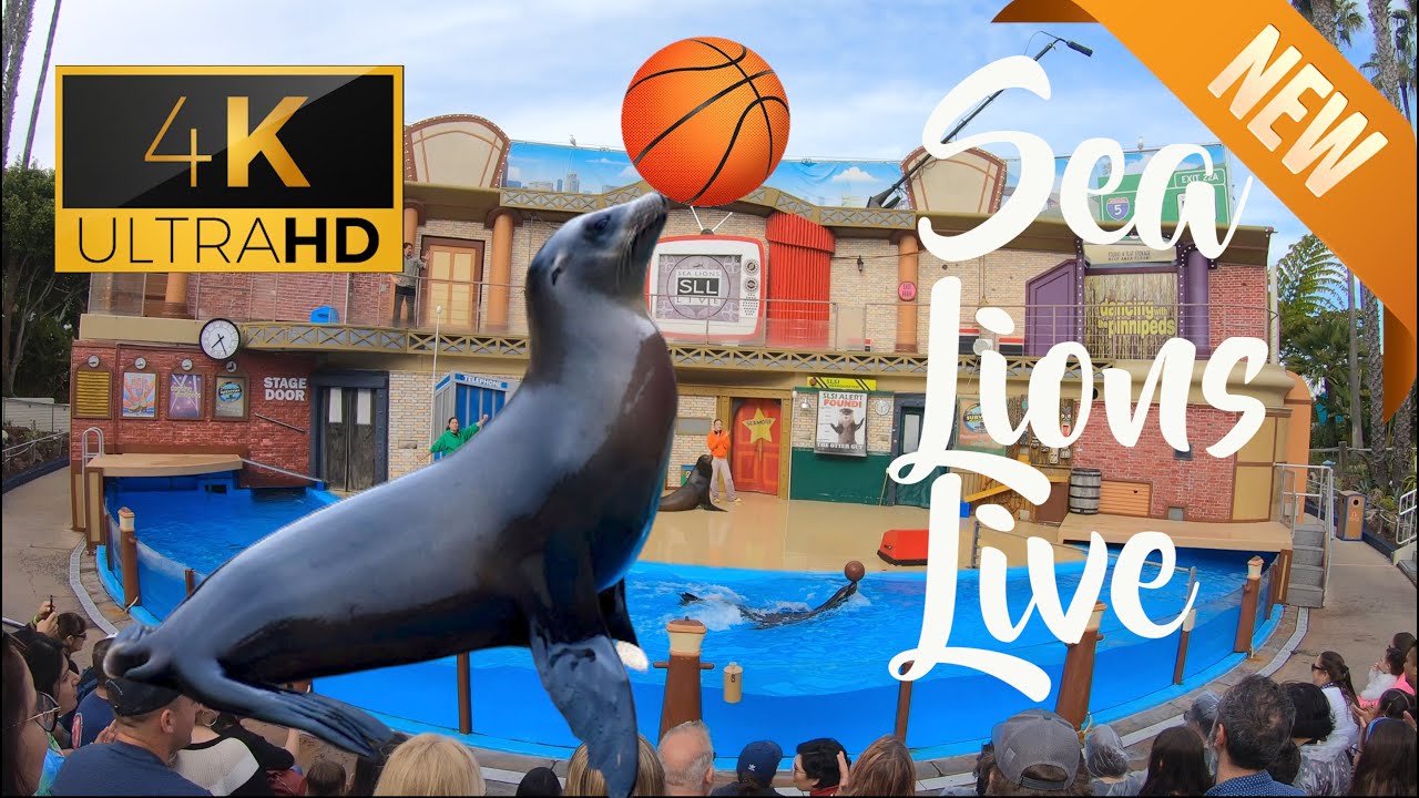 Sea Lions Live Show at SeaWorld San Diego | 4K | 2020 | Ultra HD