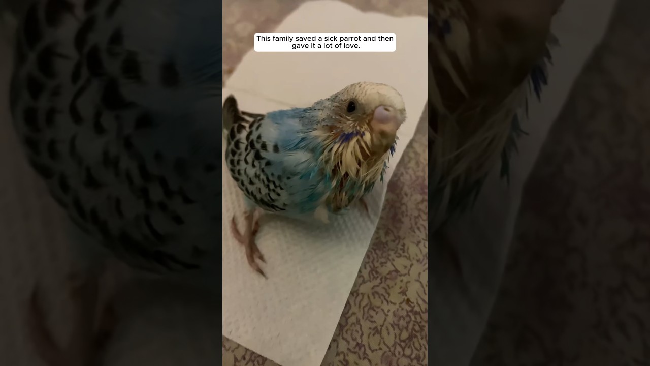 This family saved a sick parrot and then gave it a lot of love
