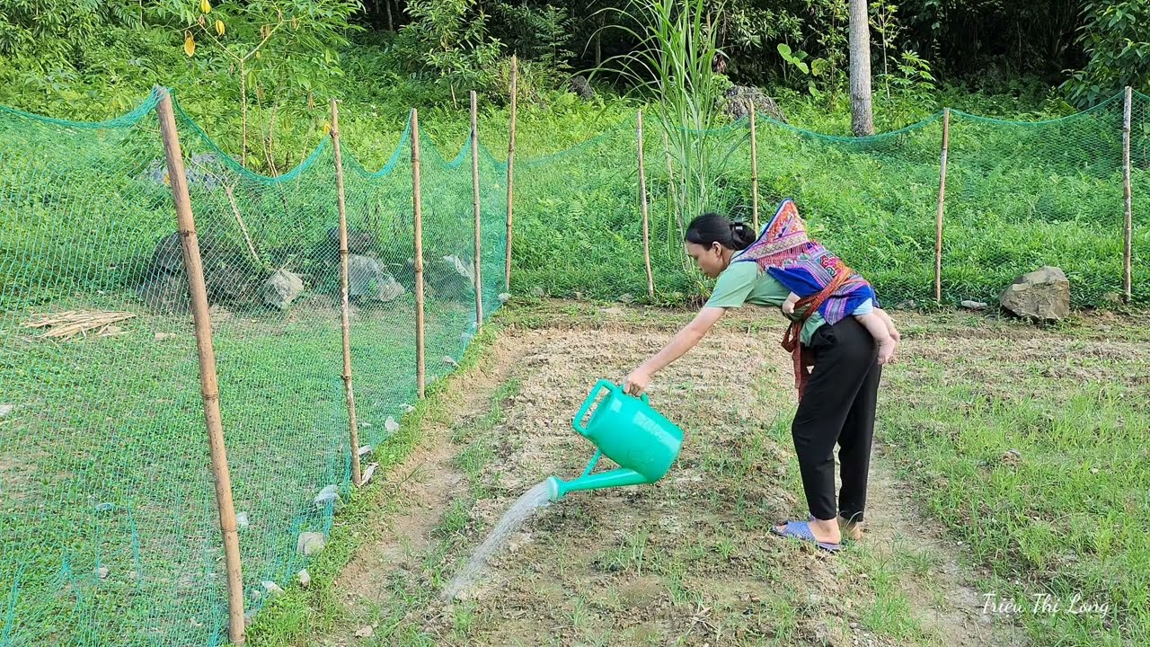 15 days of grapefruit and watermelon harvesting by a 17-year-old single mother