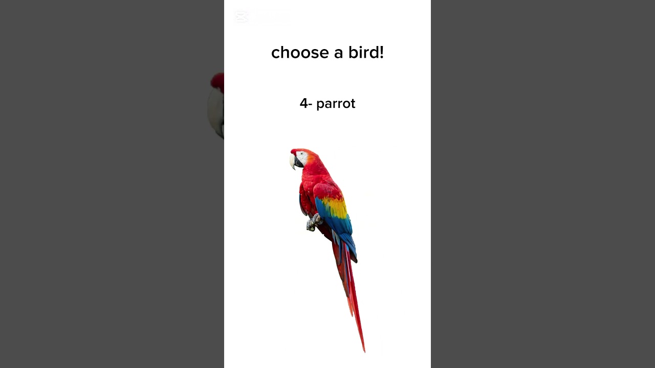 Choose a bird!! #birds #sparrow #parrot #seagull #quail #sescaca #memes