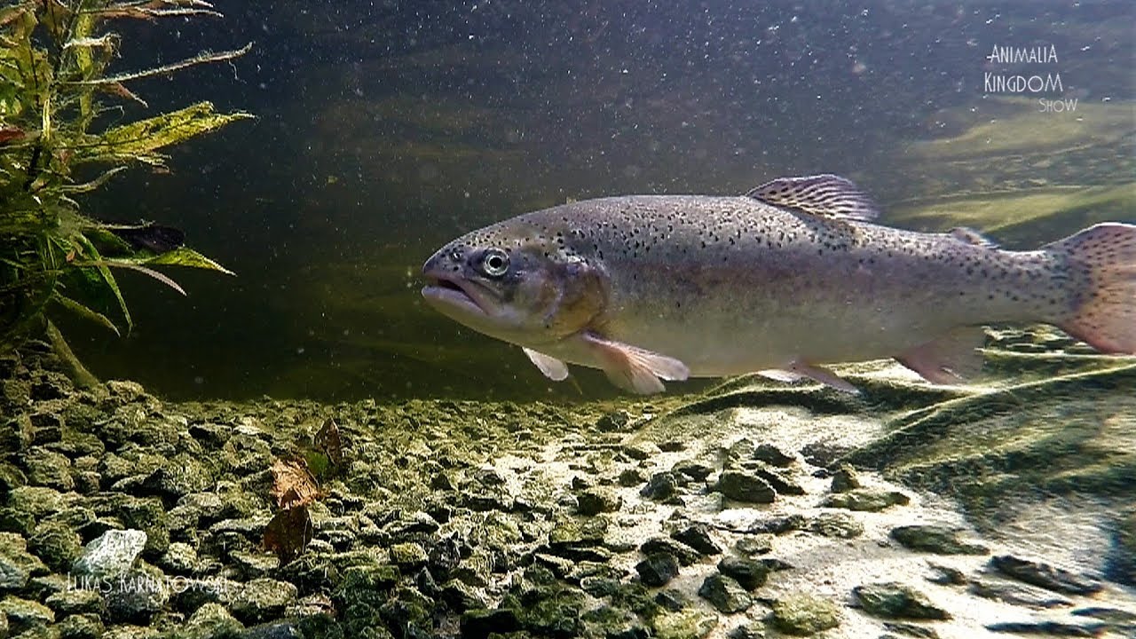 Rainbow Trout (Oncorhynchus mykiss) - Feeding Time - Animalia Kingdom Show