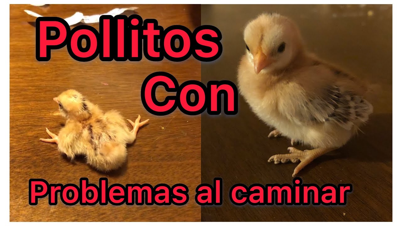 Como Curar Pollito Con Patas Abiertas