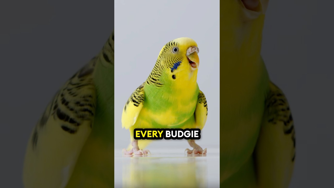 The Budgie&rsquo;s Secret! 🤯🦜❤️ #birds #parrotlover #budgies #parakeet