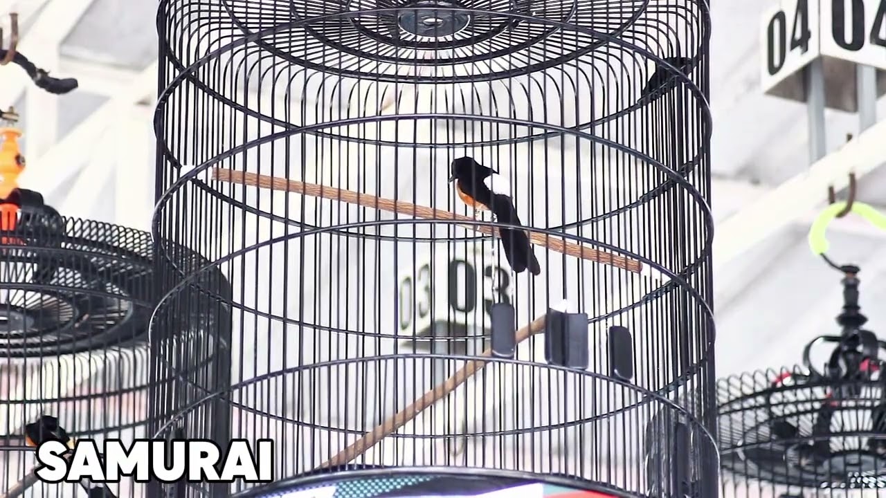 MURAI BATU SAMURAI ABAH NUR JAWARA SESI 7 DI PJB ISTIMEWA 