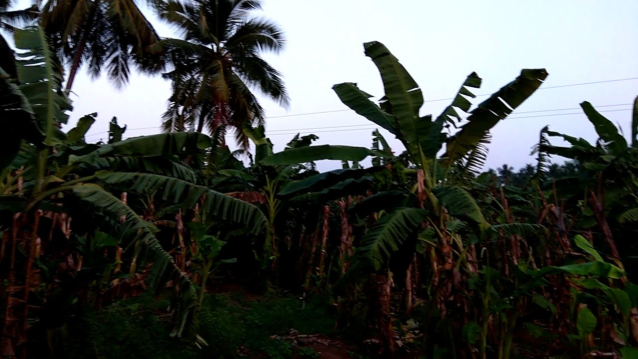 🌴தோட்டம் விற்பனைக்கு 20 ஏக்கர். கோபியிலிருந்து 5 கிலோ மீட்டர்