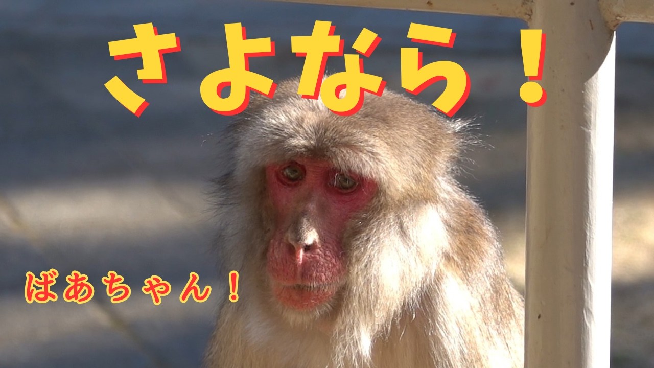 高崎山で生きた老猿　コンヤク婆ちゃん さよなら お疲れさん 【高崎山自然動物園】