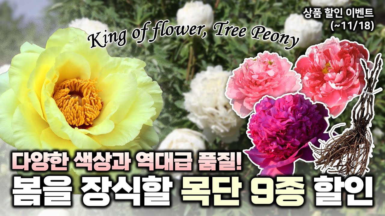 역대급 품질이에요‼️꽃 중의 왕 목단 9종 소개❤️ 할인이벤트까지🎁