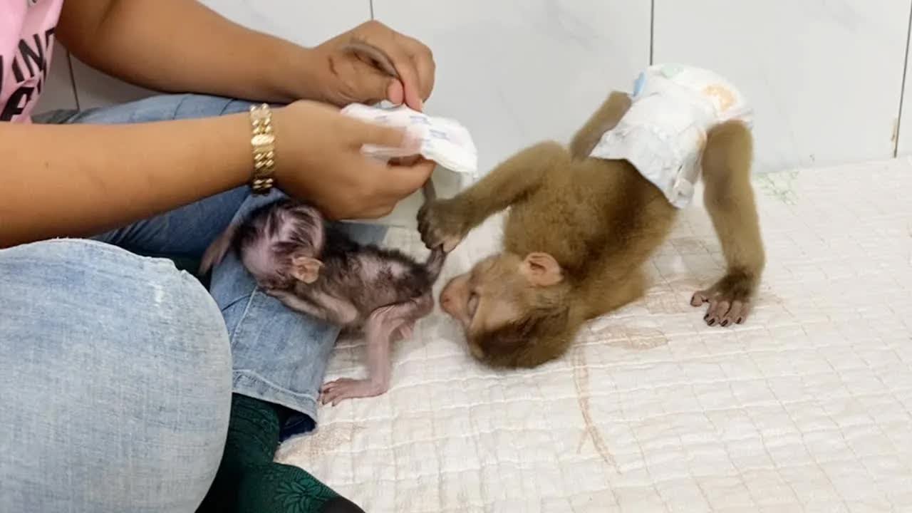DAM Is Super Strange Wanna Check Tiny Shiba During Mom Change Diaper