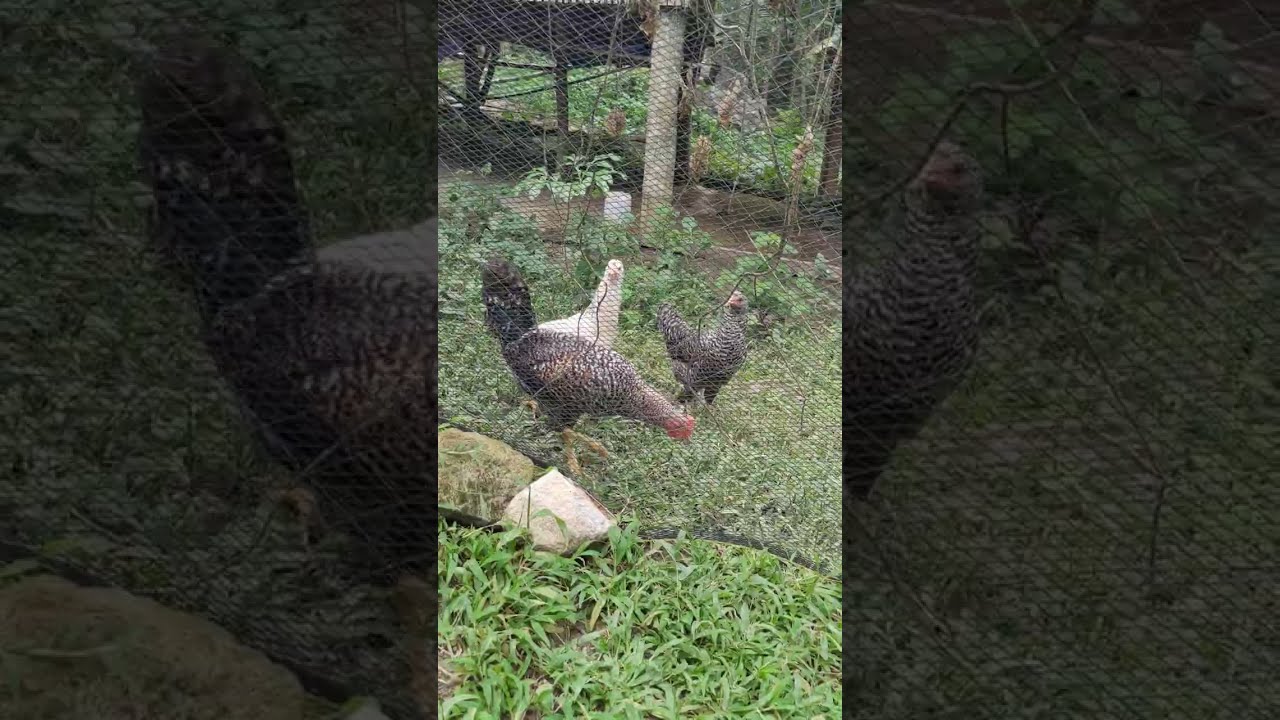 Daily Routine Sa Hapon Kapag May Alagang Manok