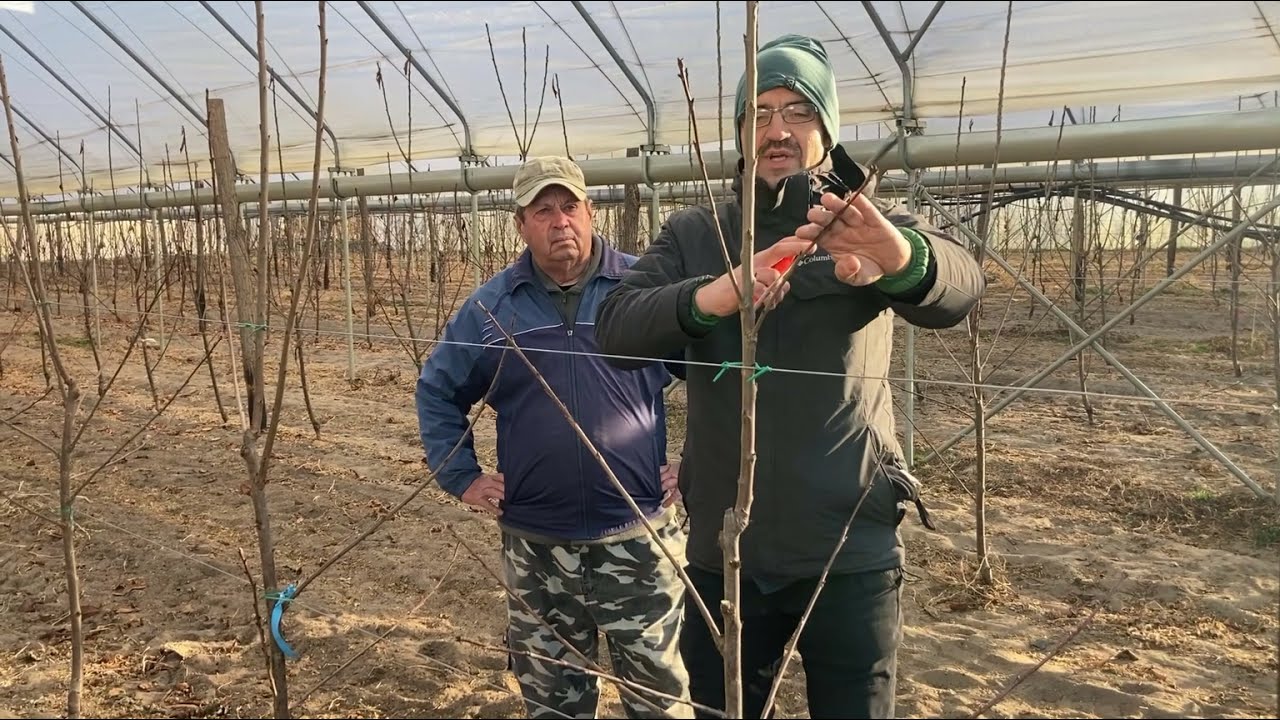 Cseresznye metszés fóliasátorban 2022. január