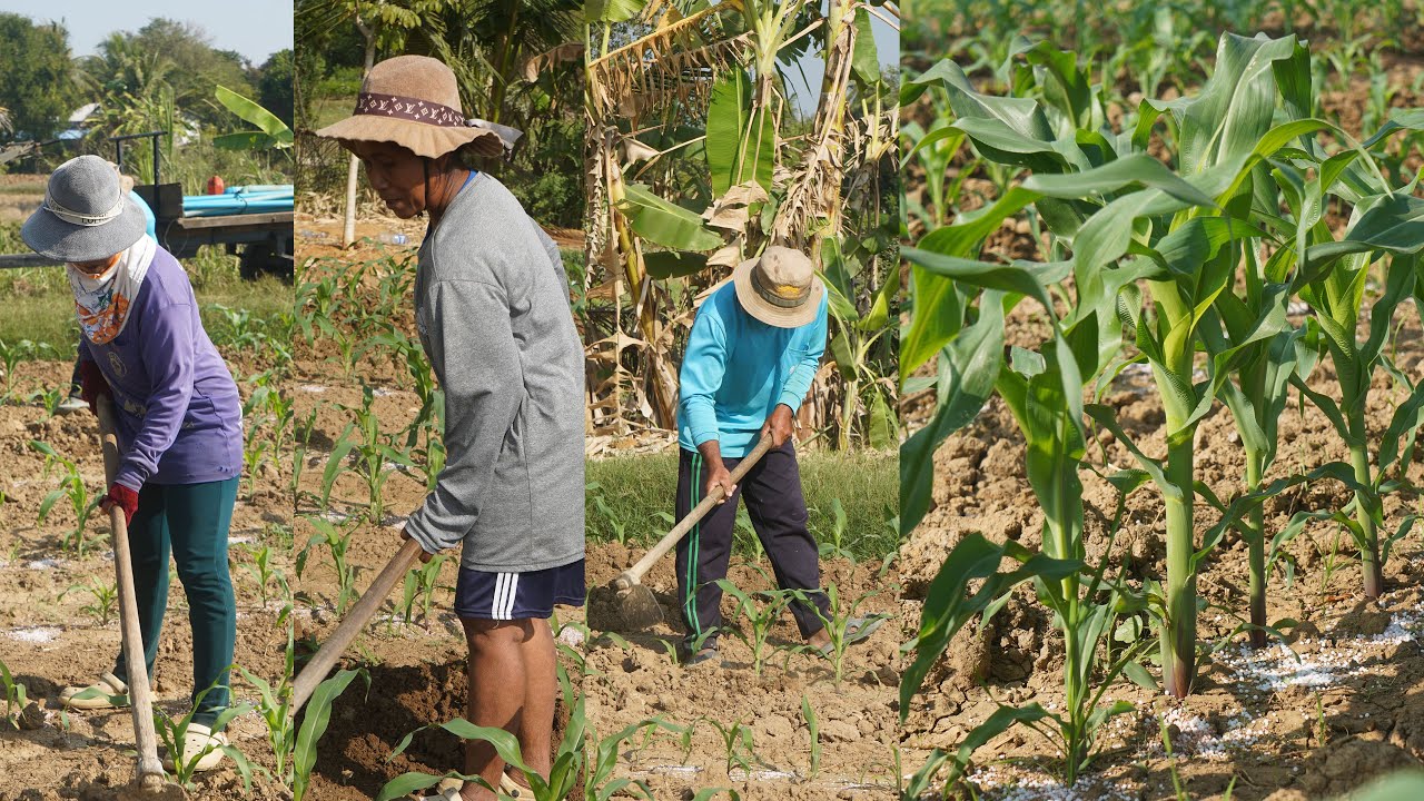 ប្រជាជនក្នុងភូមិអូរប្រាសាទភាគច្រើនគាត់ដាំំដំណាំពោត