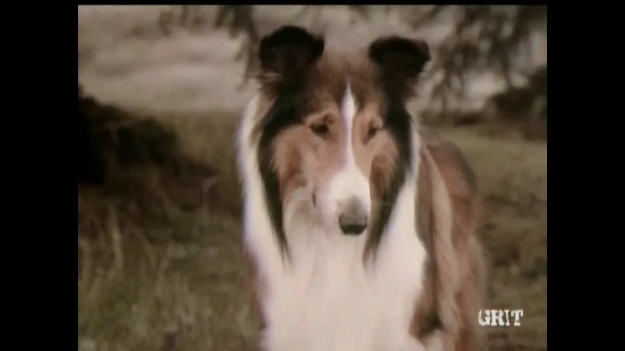 Lassie - Episode #502 - 