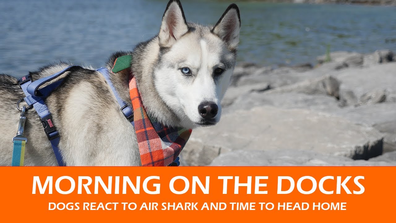 MORNING ON THE DOCKS | Dogs React to Air Shark and Time to Head Home