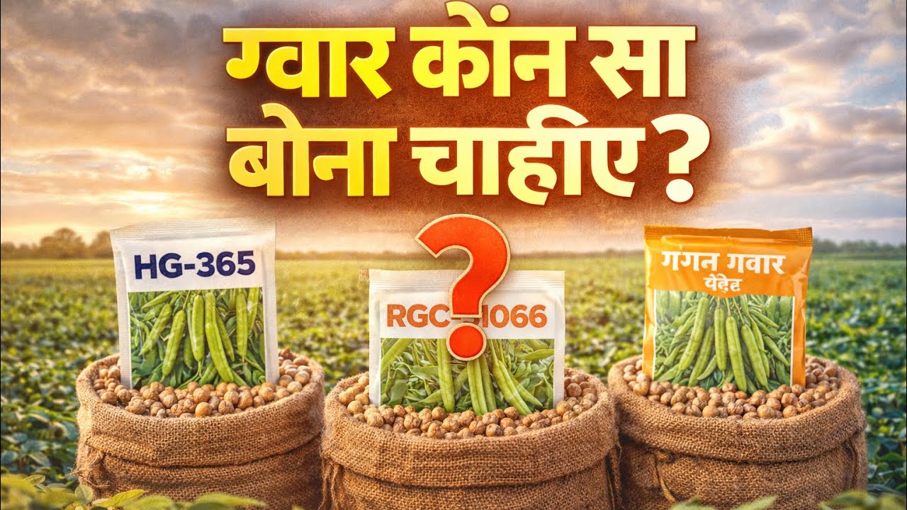 ग्वार कौन सा बोना चाहिए? | सबसे अच्छी किस्म की पूरी  जानकारी 