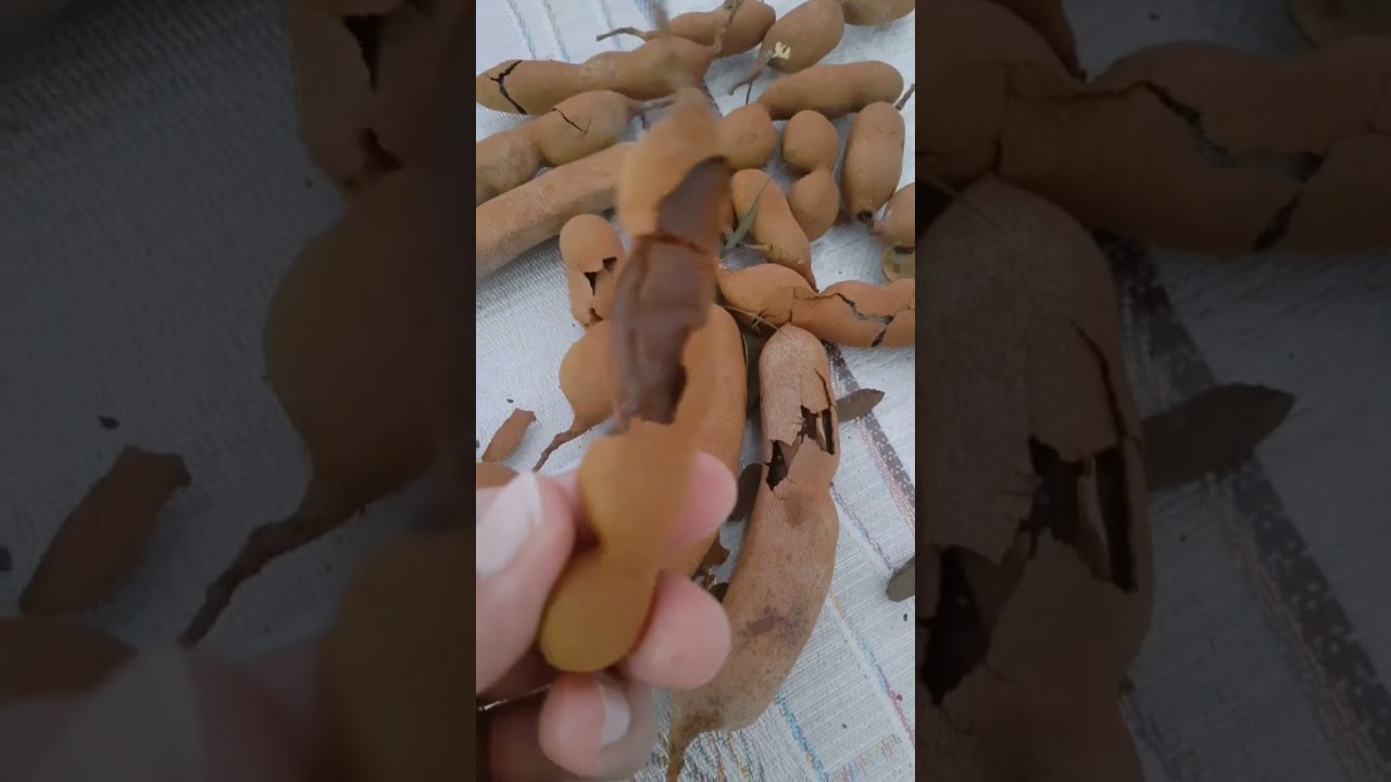 TAMARINDO | TAMARIND #fruit #sour #sweet #shorts