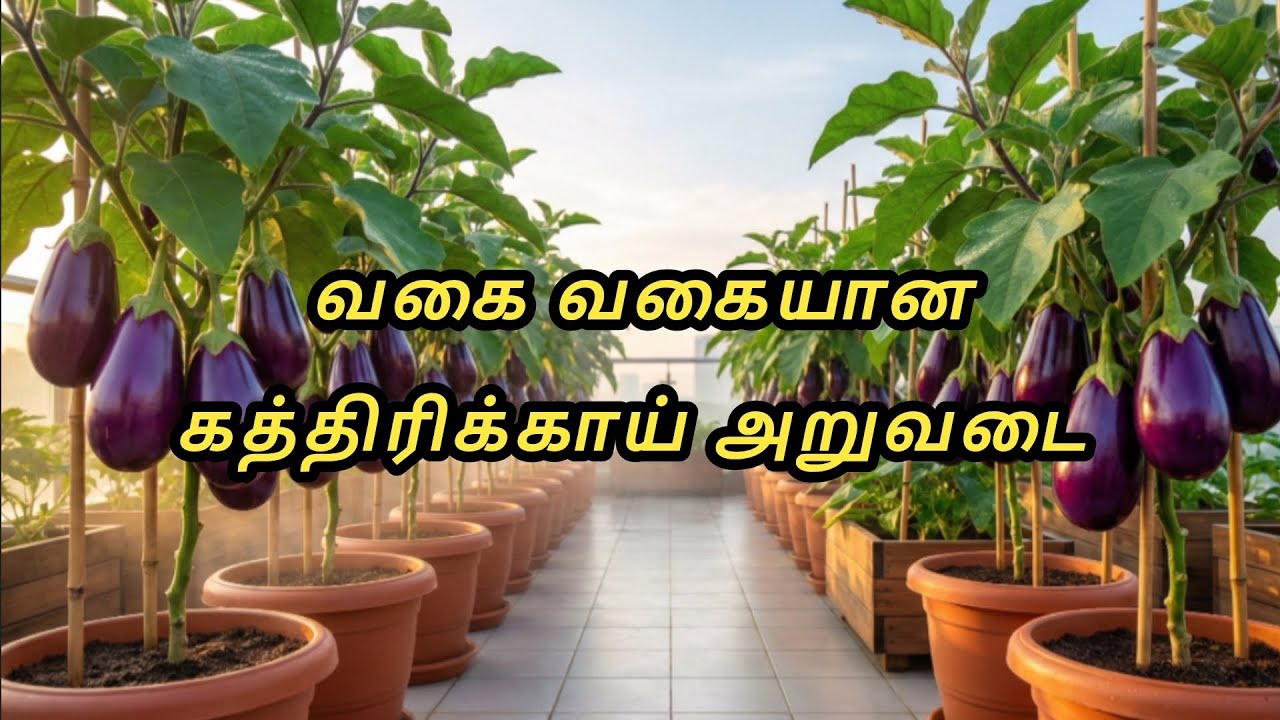 மாடித்தோட்டத்தில் கத்திரிக்காய் அறுவடை | | Brinjal Harvest In Our Terrace Garden | | Trending 