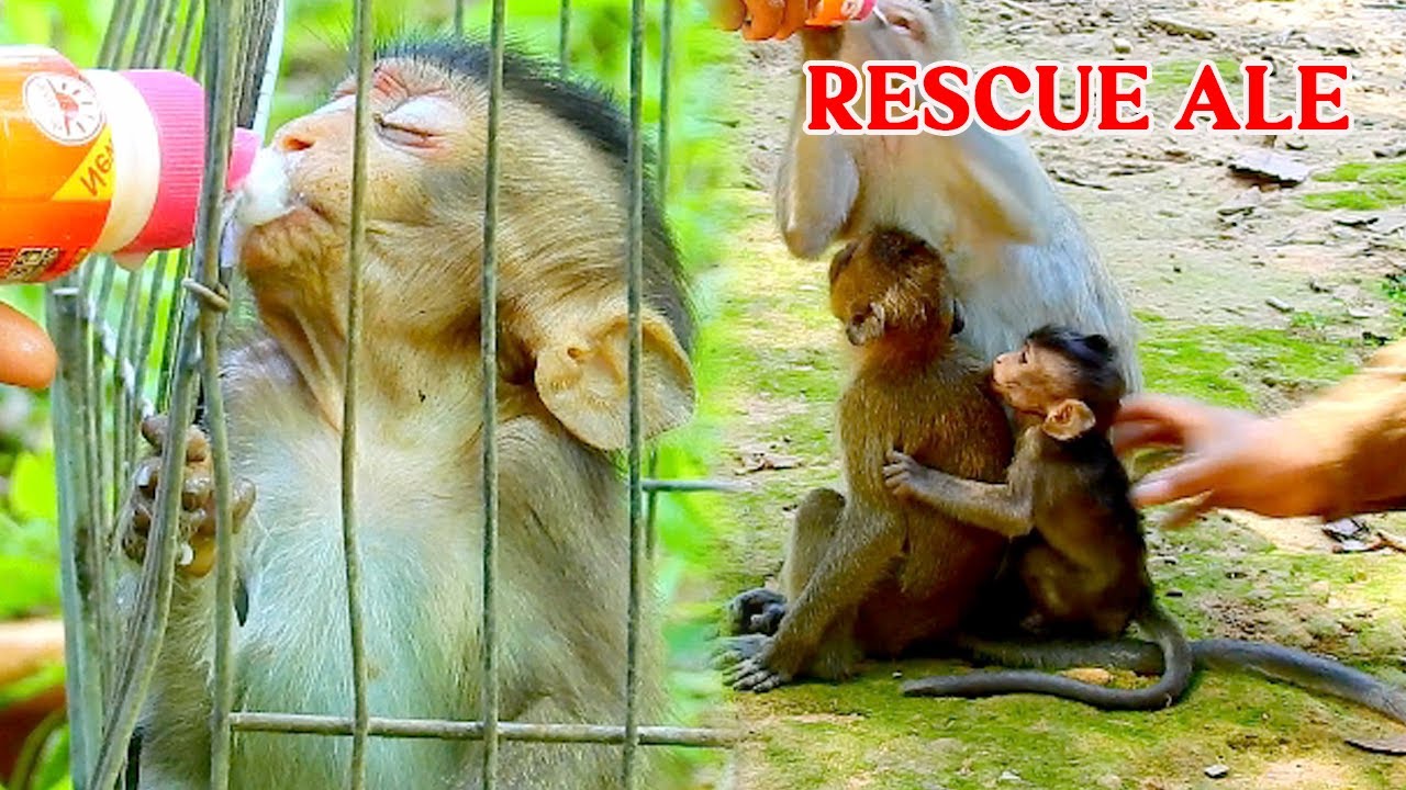 Team Cameraman try best to save Ale, Action before help rescue poor baby Ale &send her to NGO
