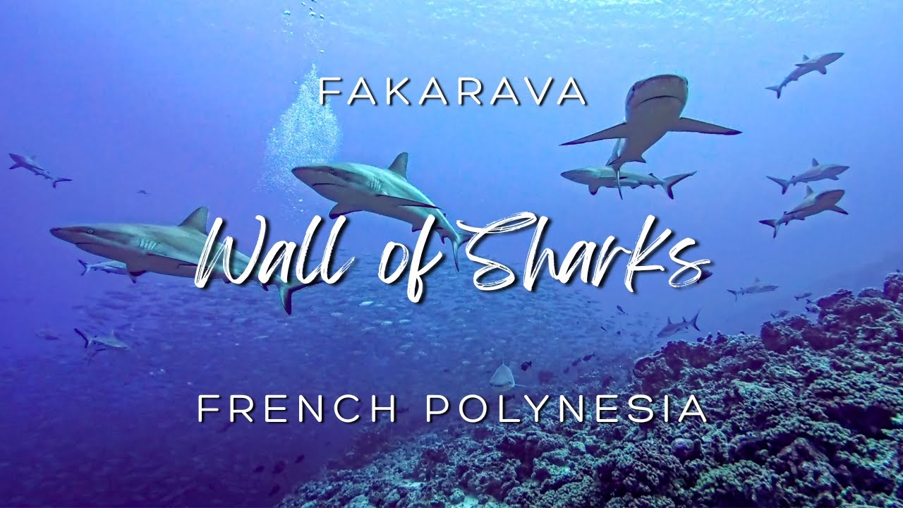 INSANE DIVING IN FAKARAVA, French Polynesia: The Wall of Sharks (South Pass) with 250+ sharks 🦈
