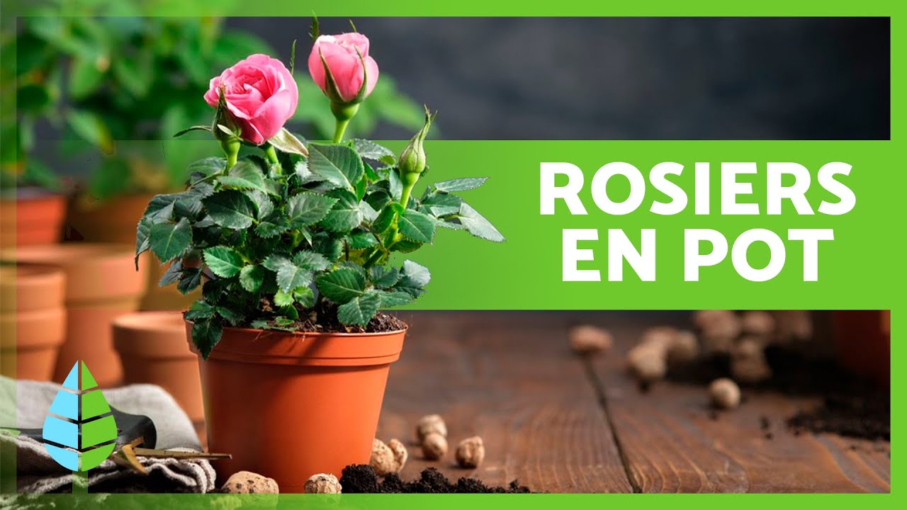 Comment ENTRETENIR un ROSIER EN POT 🌹 Engrais, substrat, irrigation et taille du rosier en pot !