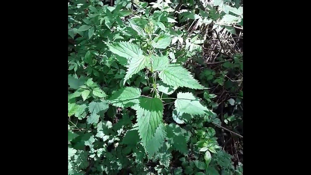 trail camano island