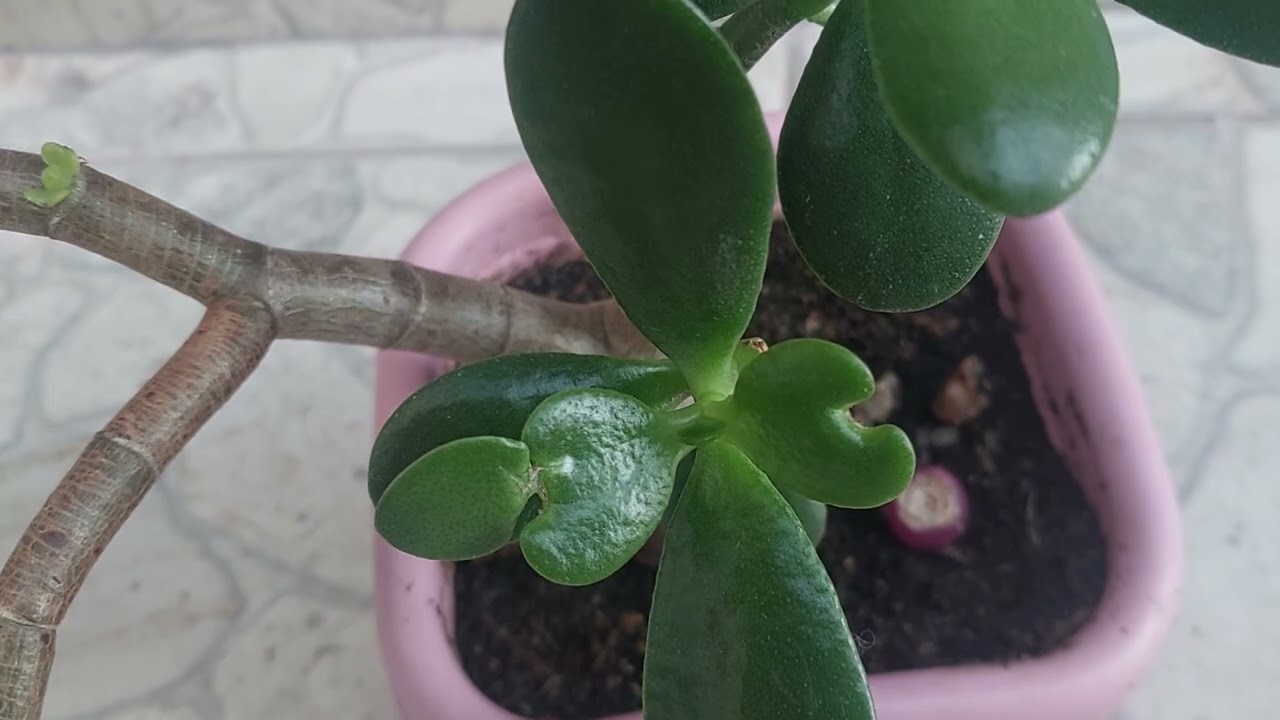 Flor  jade está incrível 