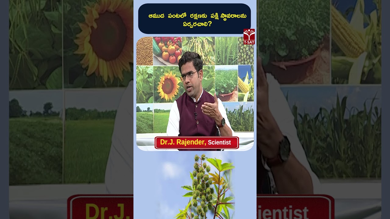 ఆముద పంటలో రక్షణకు పక్షి స్థావరాలను ఏర్పరచాలి ? | T-SAT