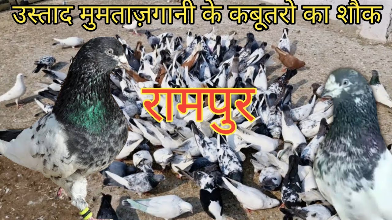 Rampuri kabootar  | by Ustad Mumtaz gani Khan Rampur | Rampuri Pigeon
