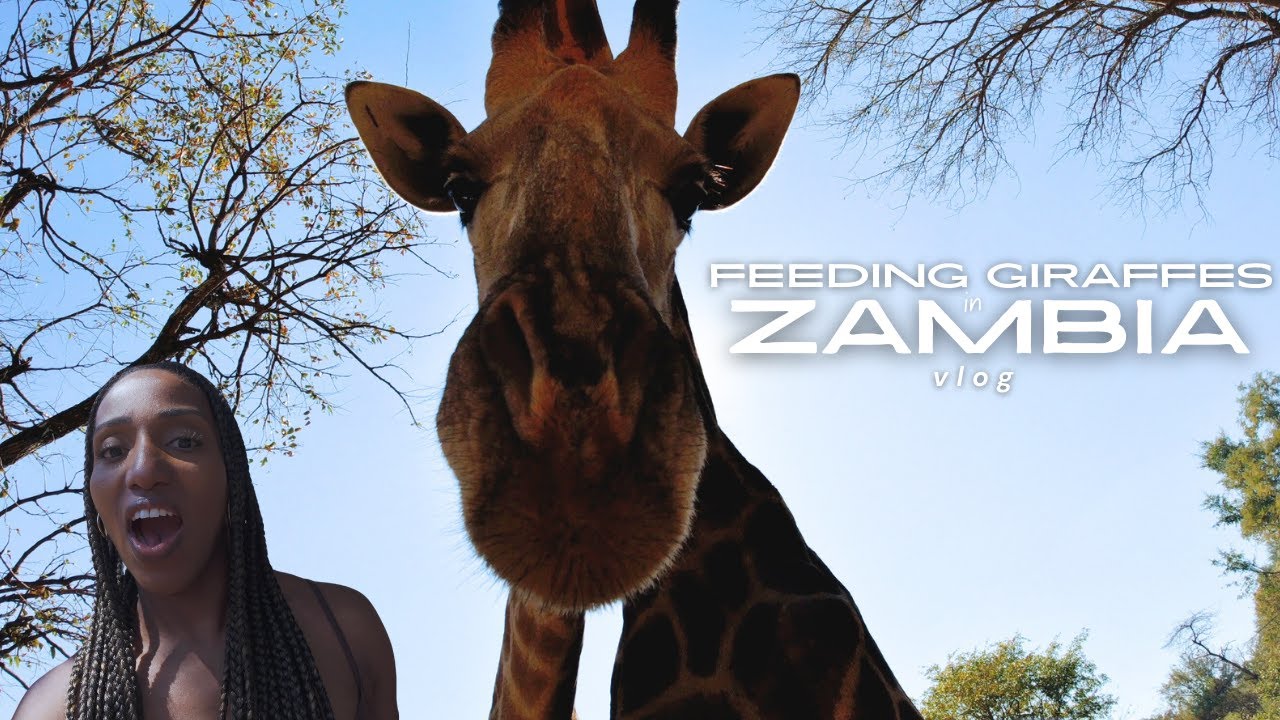 FEEDING GIRAFFES  IN ZAMBIA - Breakfast at The Royal and how much we spent | Travel Diary Part 4/8