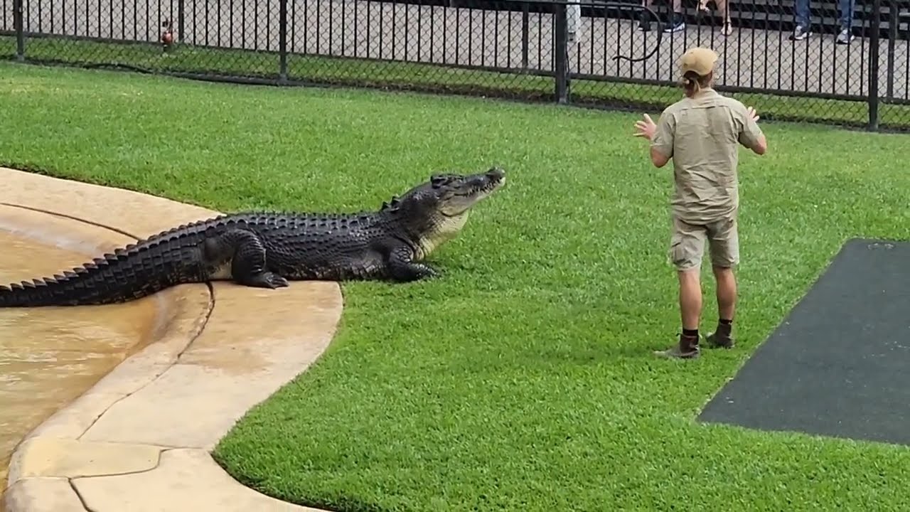 Crocodile 'Monty' & Bob Irwin @ Australia Zoo