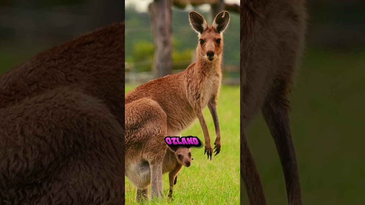 Vtuber Leg Reveal 