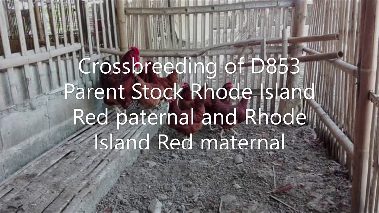 Farm Dominant Red D 853 Layer, Egg and Meat Production