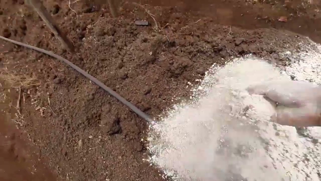 Si antes de sembrar TOMATE hacemos esto, nuestras plantas explotarán de frutos y flores, INCREÍBLE