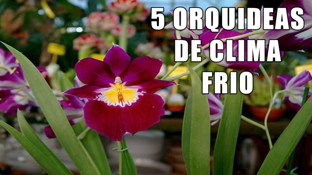 5 Orquideas para Clima Frío