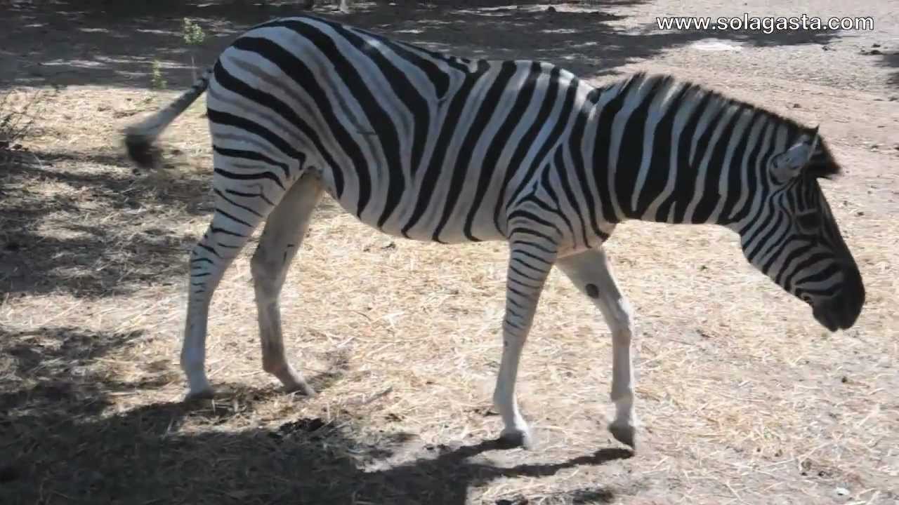 Passeio Pedestre no Badoca Safari Park (Santiago do Cac&eacute;m)