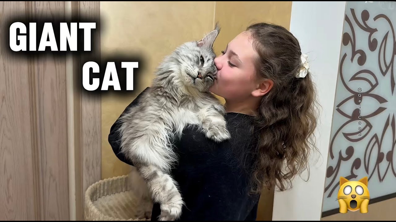 Have you ever seen hugs like THIS? Giant Maine Coon purrs like a tractor🐾