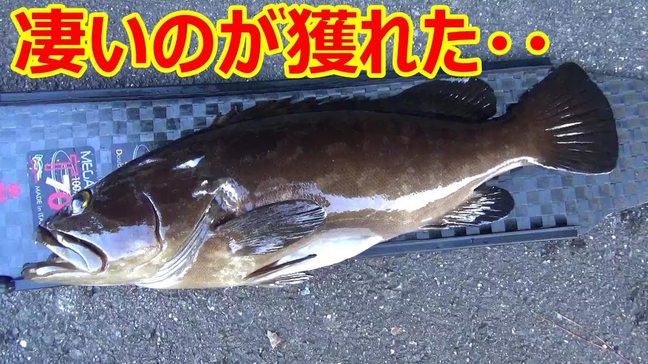 素潜りでクエをとって捌いてお刺身にするという休日の過ごし方