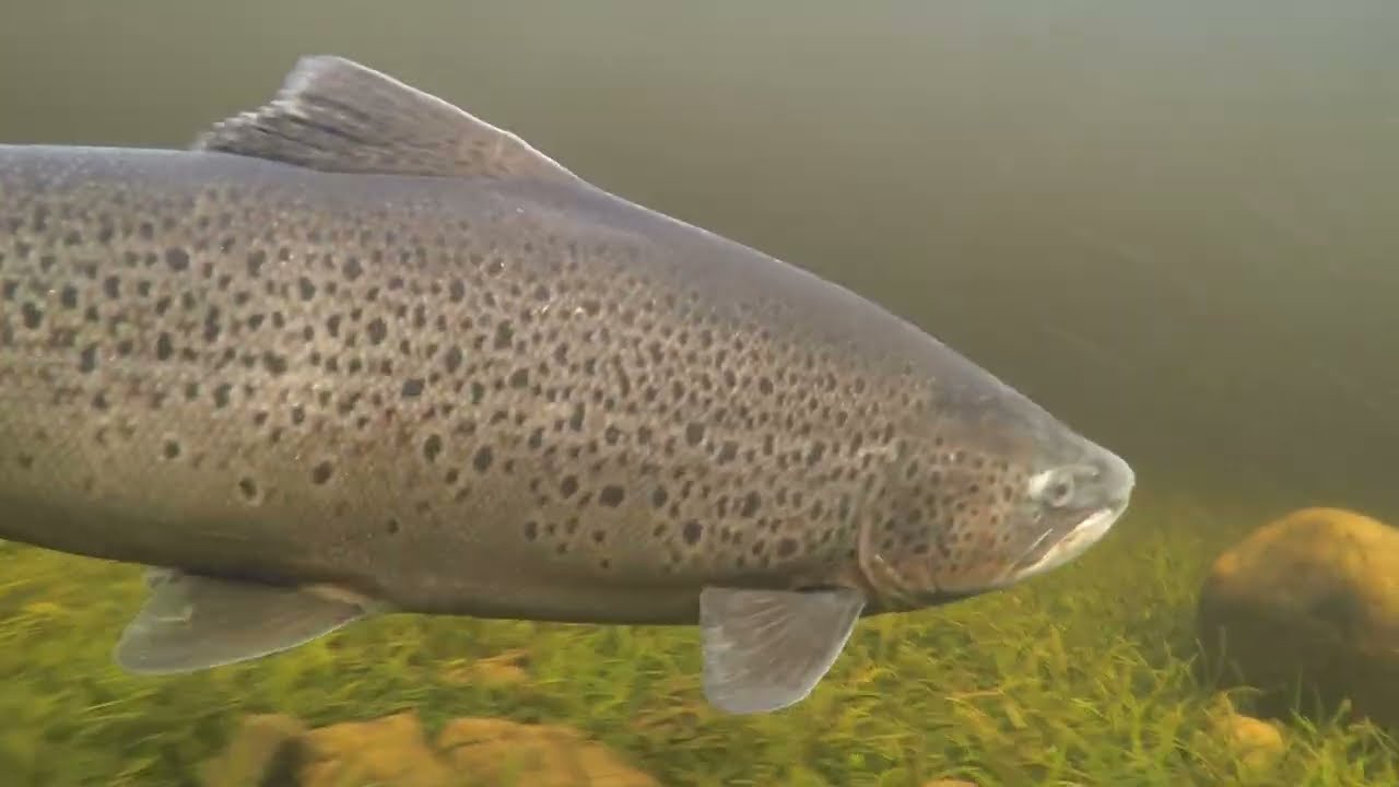 First Ferox Trout of the season - March 2025.