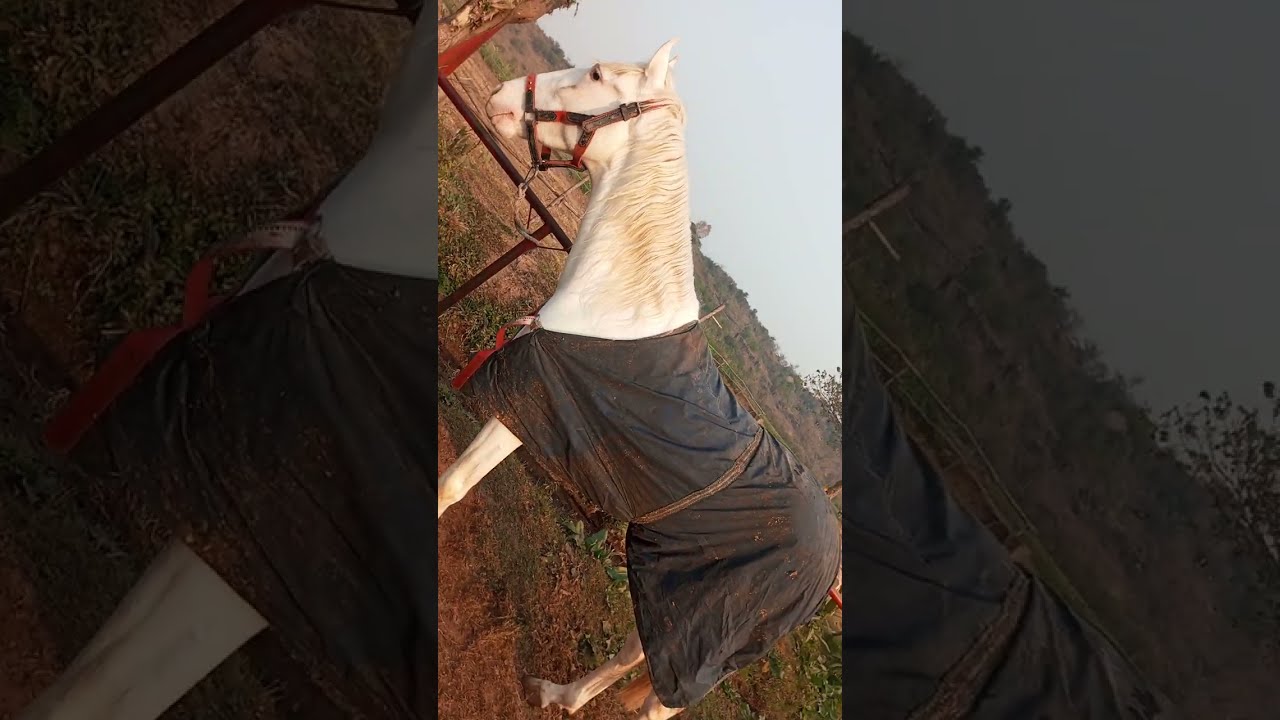 White nukra horse #youtube