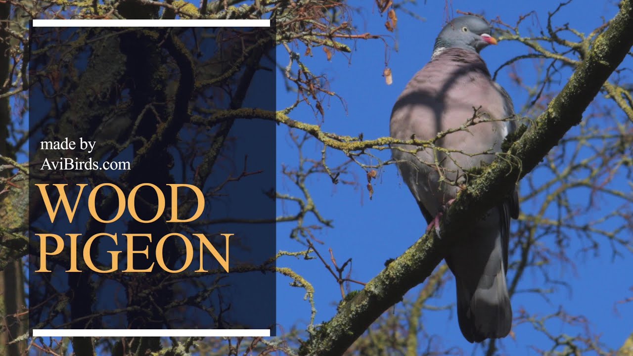 Wood Pigeon [Columba Palumbus]